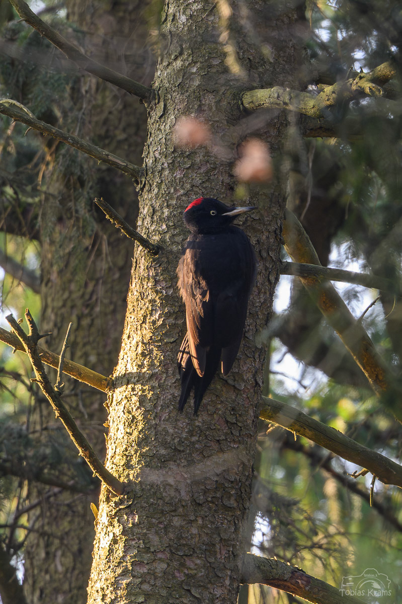 Schwarzspecht - Mettenbach 2025