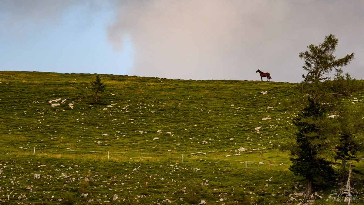 Pferd am Berg - Salzburger Alpen 2024