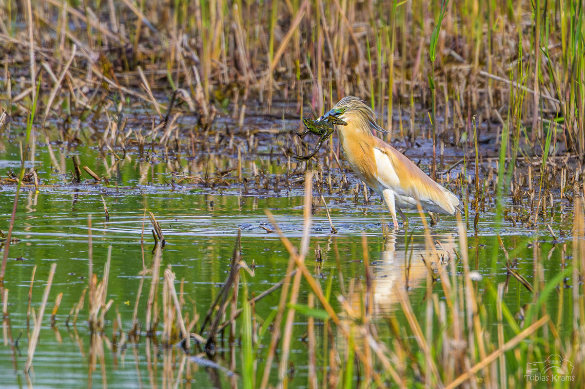 Rallenreiher - Kreuzstauden 2025