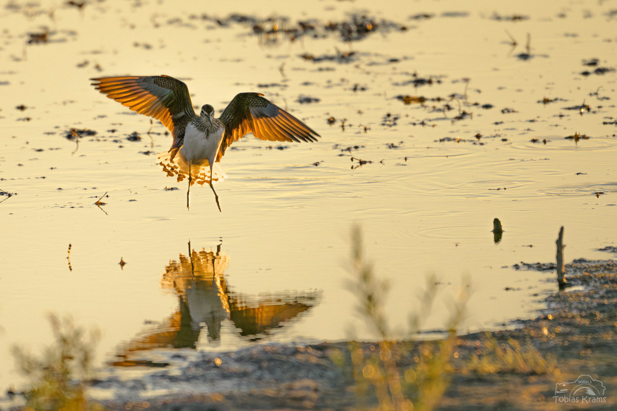 Waldwasserläufer - Kreuzstauden 2024
