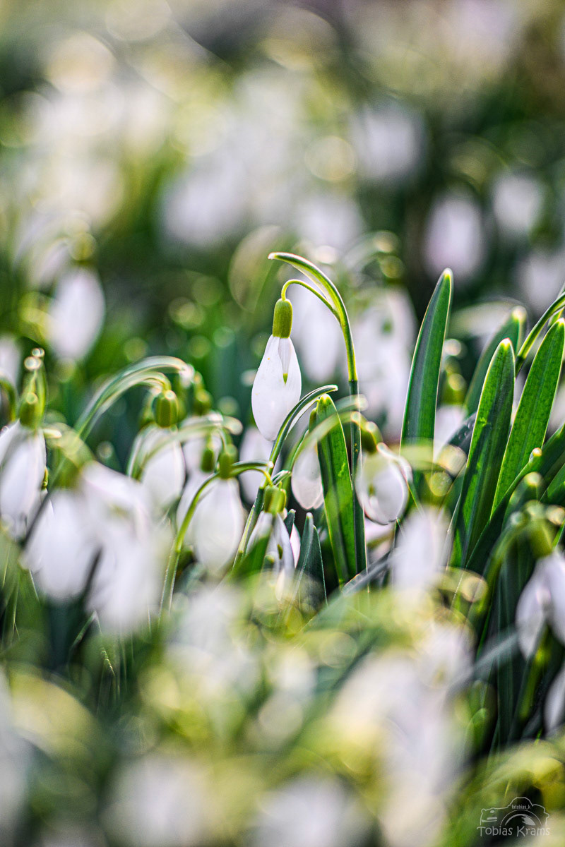 Schneeglöckchen im Grießenbacher Moos