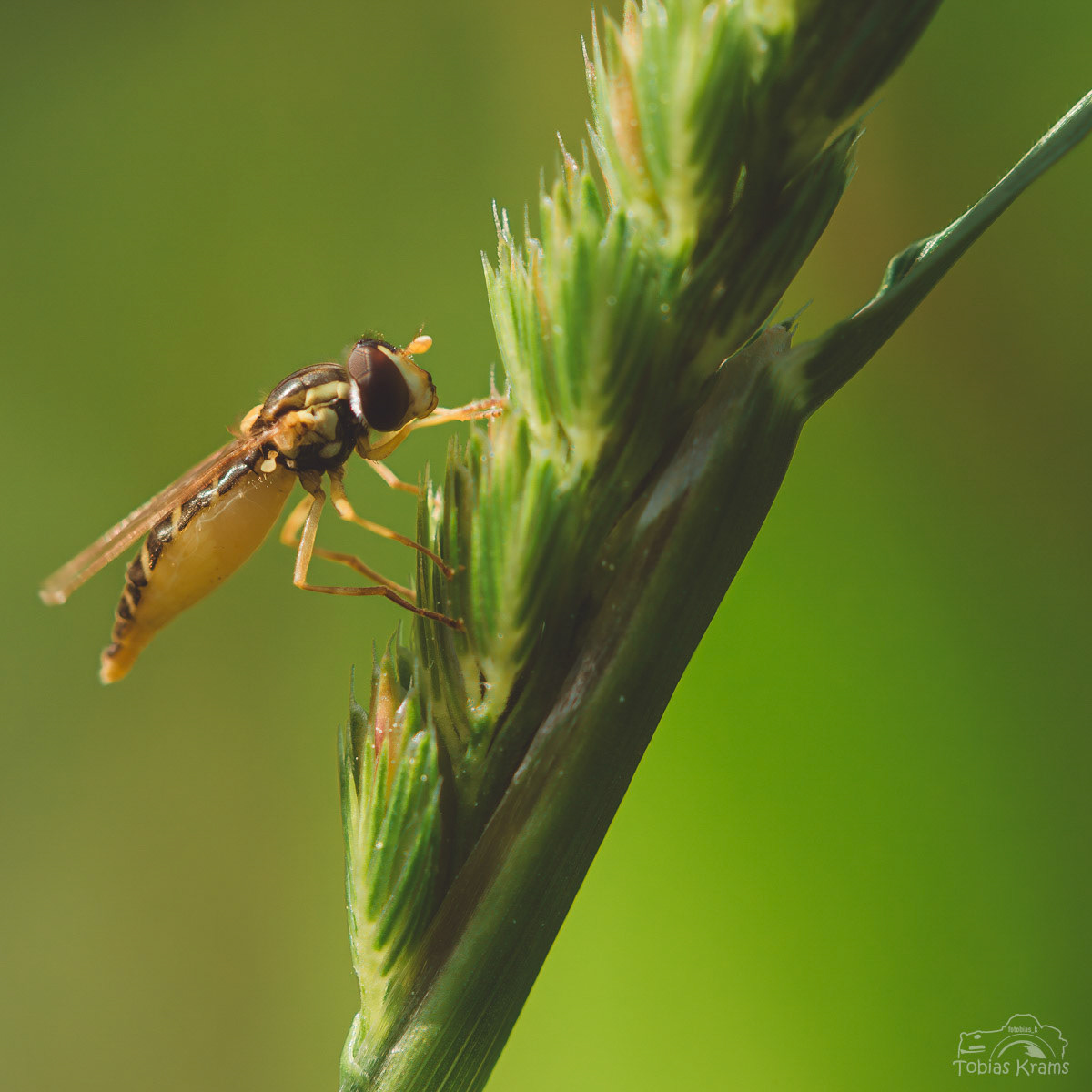 gewöhnliche Langbauchschwebefliege - Mettenbach