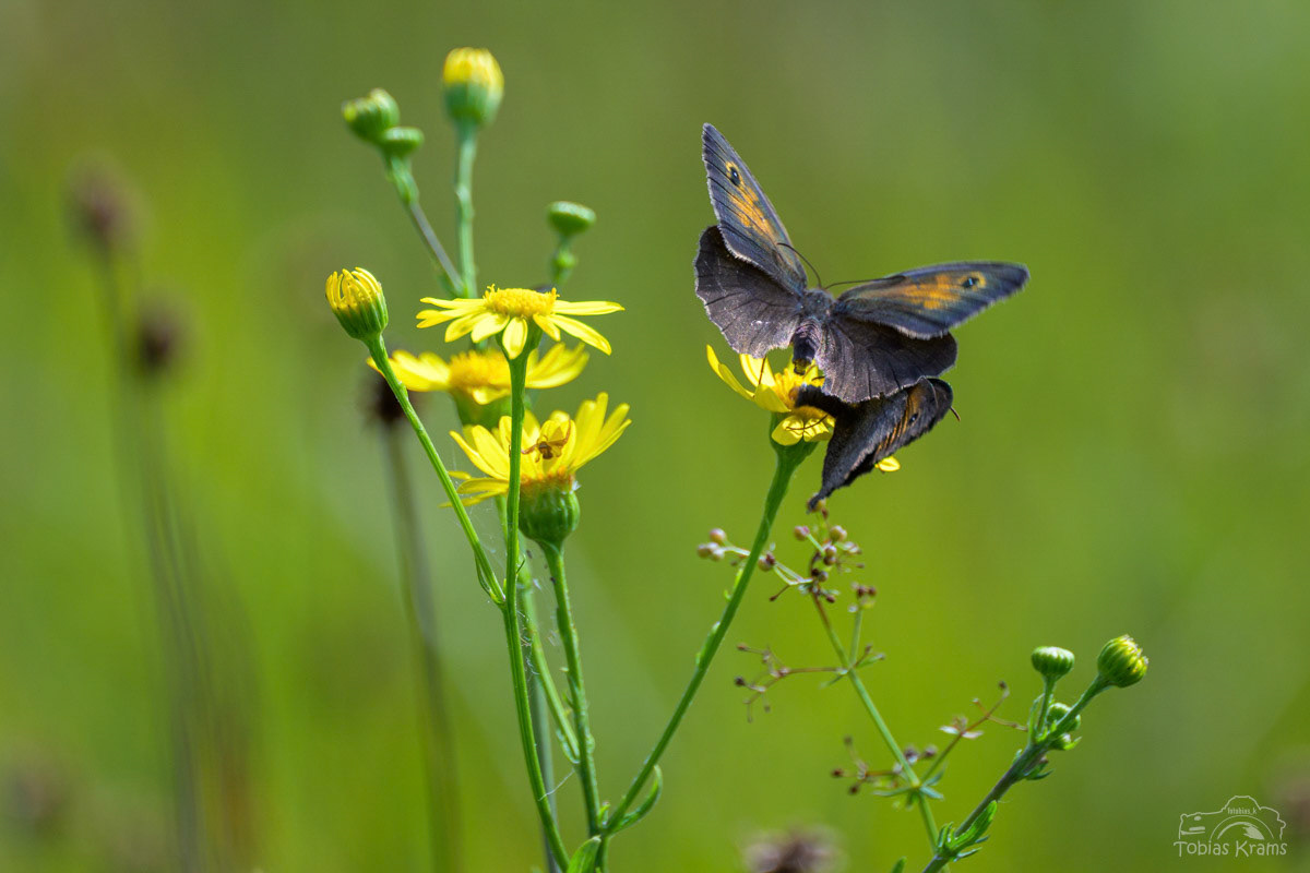 Großes Ochsenauge bei der Paarung - Mettenbacher Moos 2025