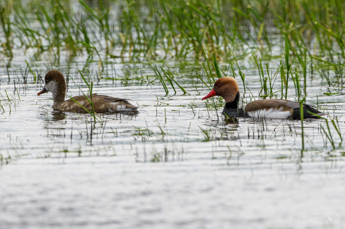 Kolbenenten - Kreuzstauden 2024