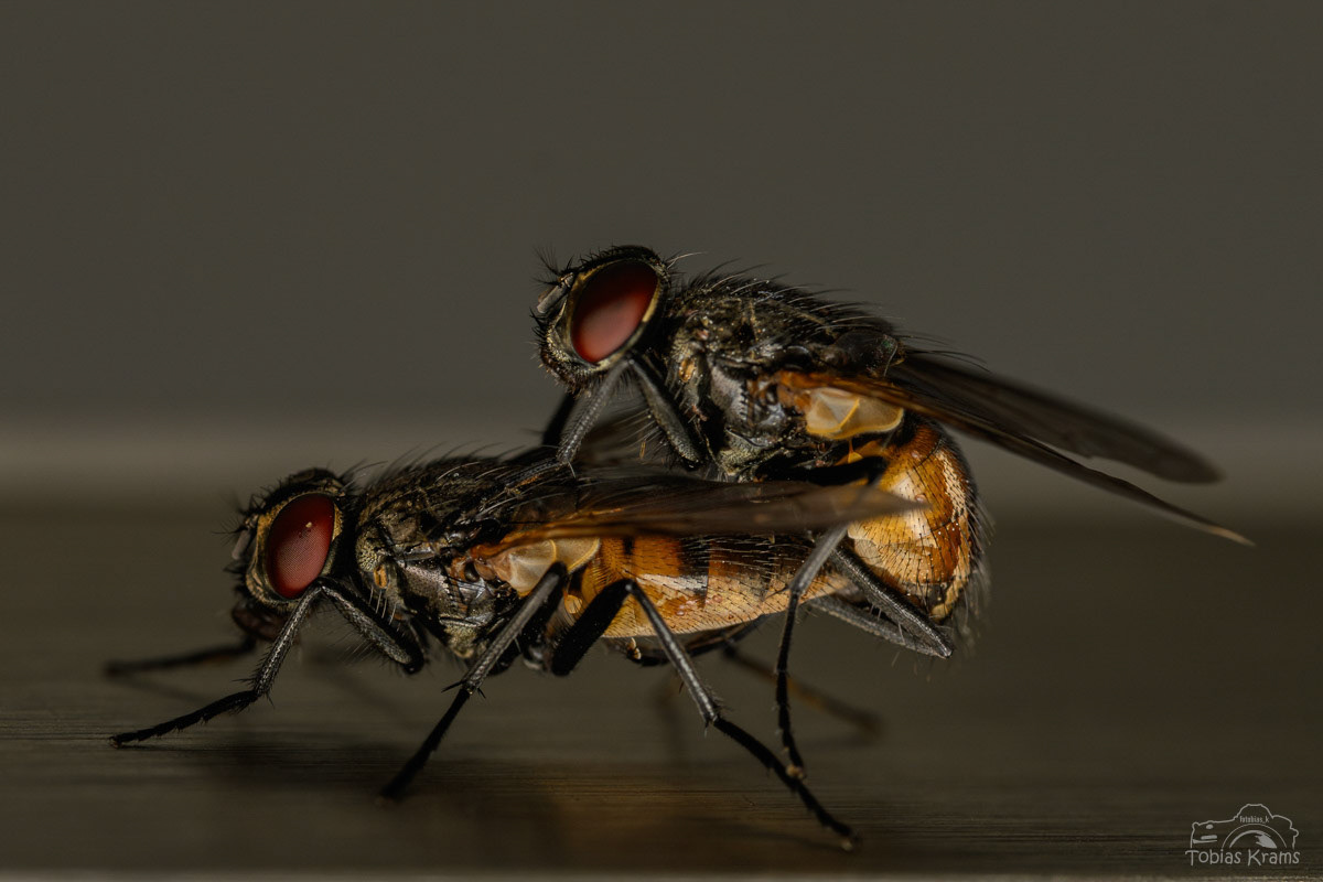 Stubenfliegen bei der Reproduktion - Mettenbach 2025