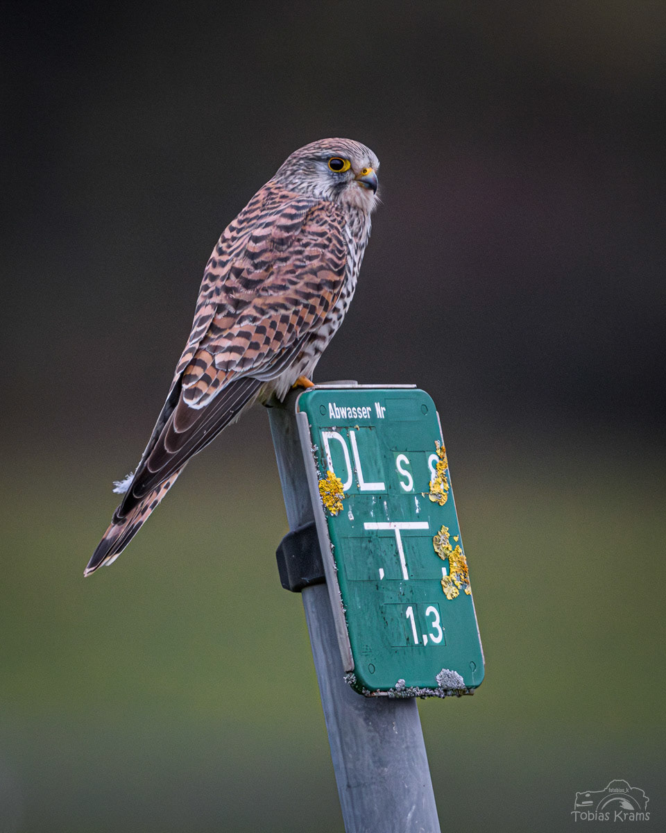 Turmfalke - Mettenbacher Moos 2023