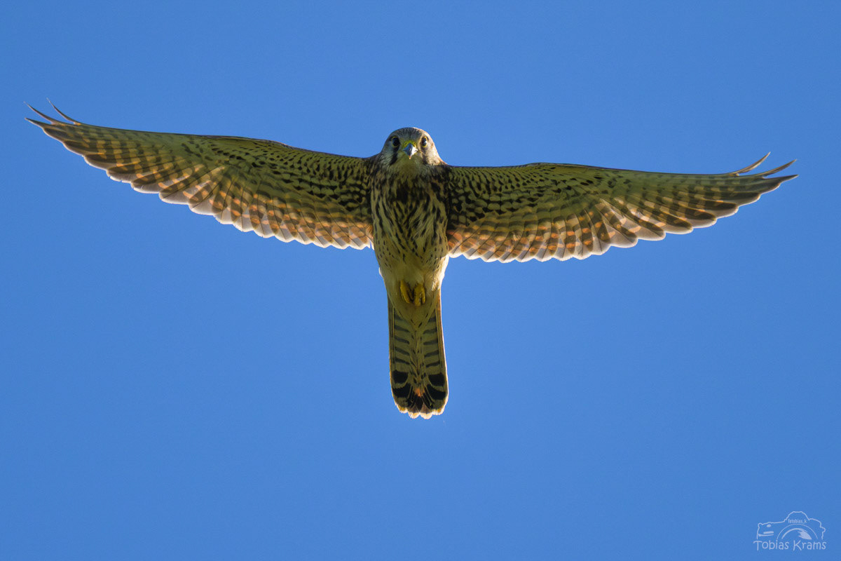 Turmfalke - Mettenbacher Moos 2025
