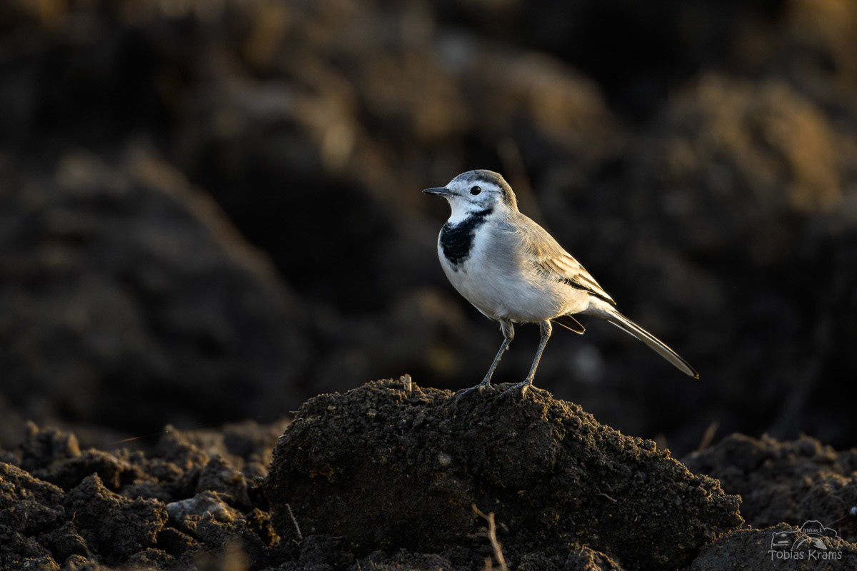 Bachstelze - Unterwattenbacher Moos 2024