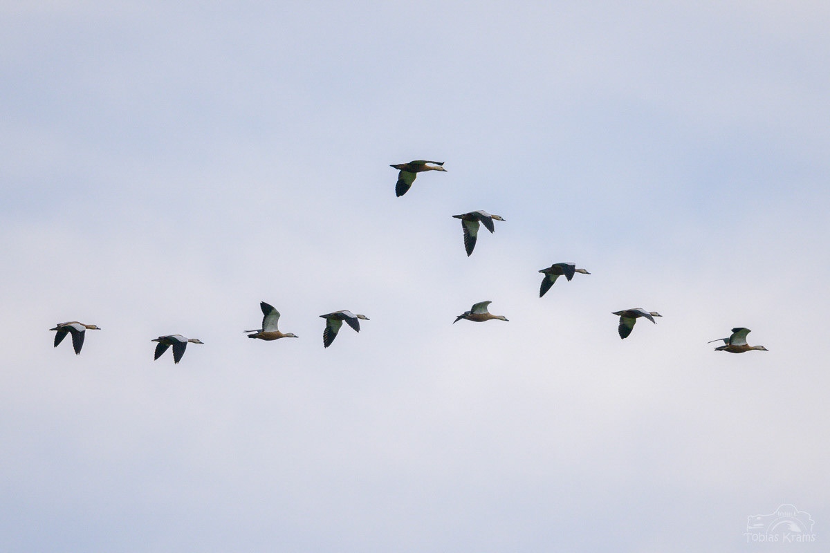 Rostgänse in Formation - Mettenbacher Moos 2024