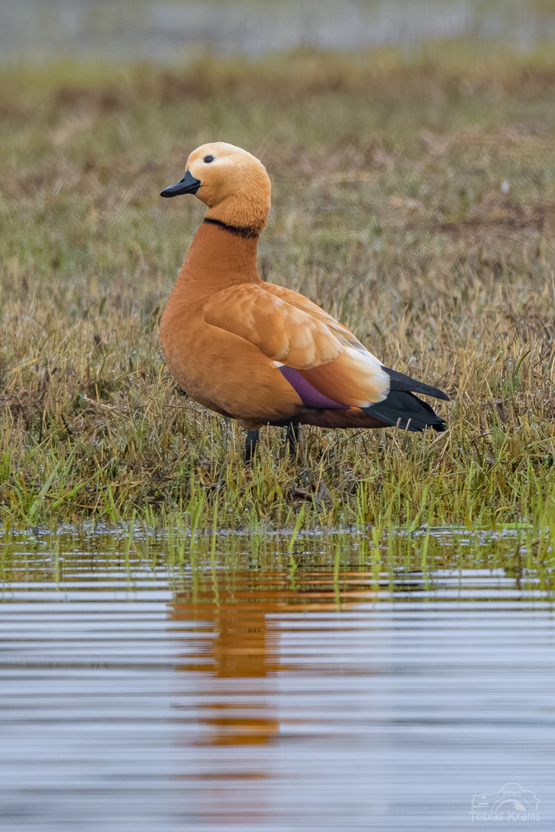Rostgans - Kreuzstauden 2024