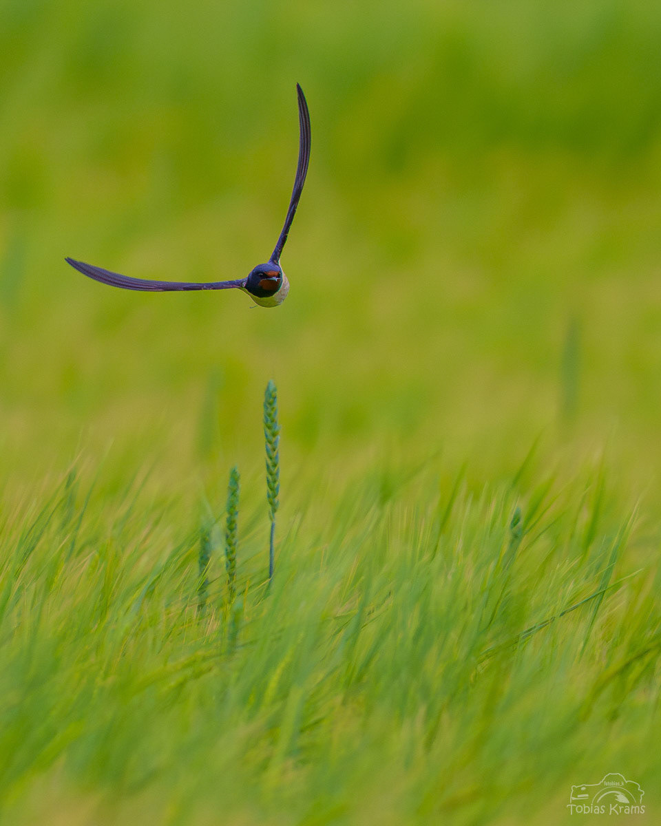Rauchschwalbe - Mettenbacher Moos 2025