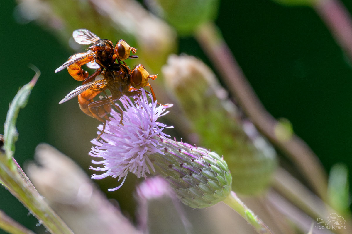 Gemeine Breitstirnblasenfliegen - Mettenbach 2025