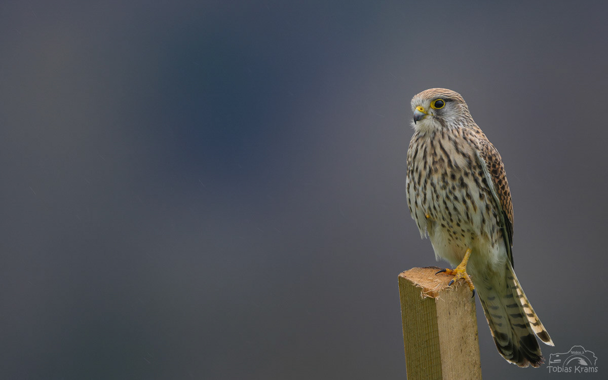 Turmfalke - Mettenbacher Moos