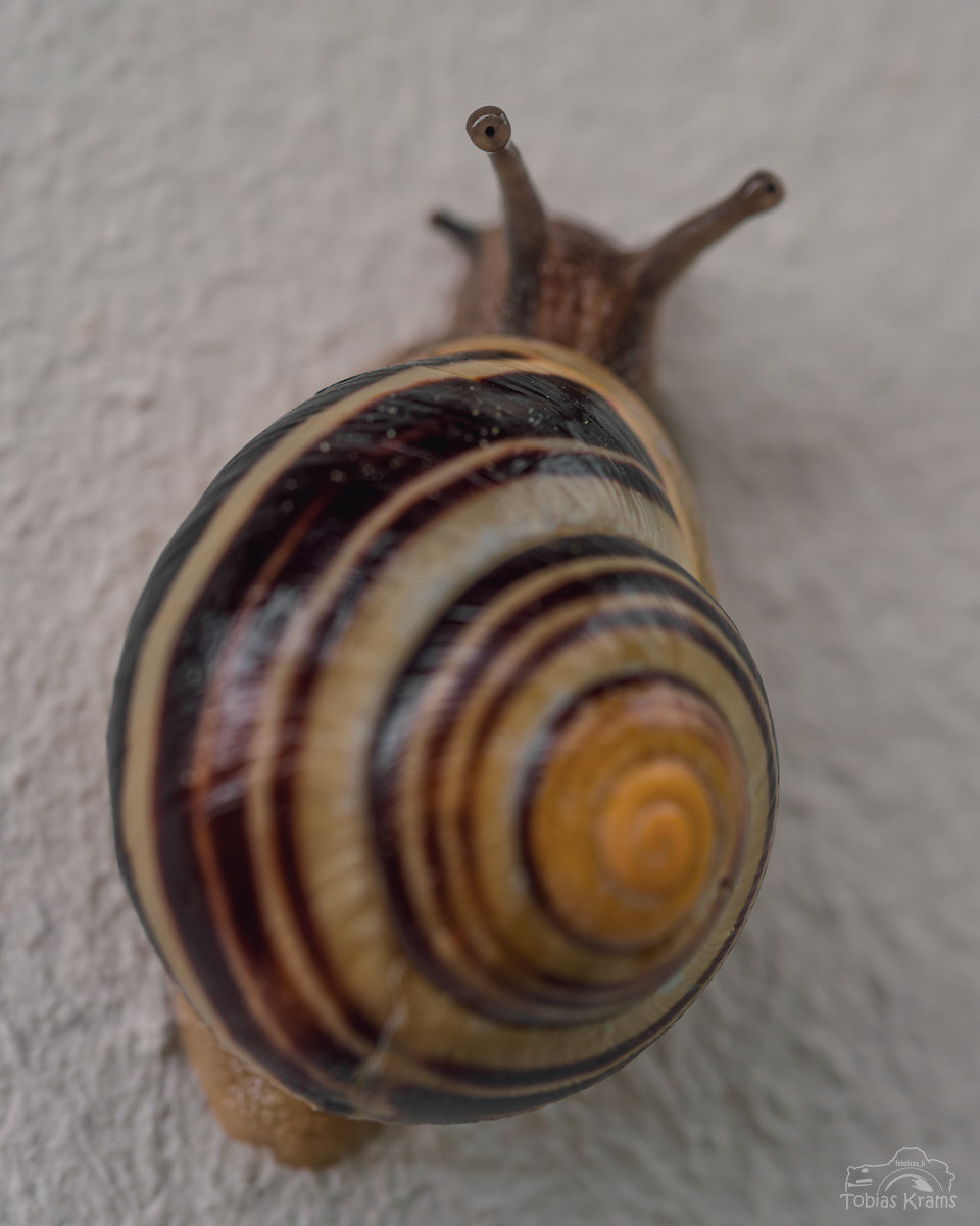 Ich sehe dich - Mettenbach