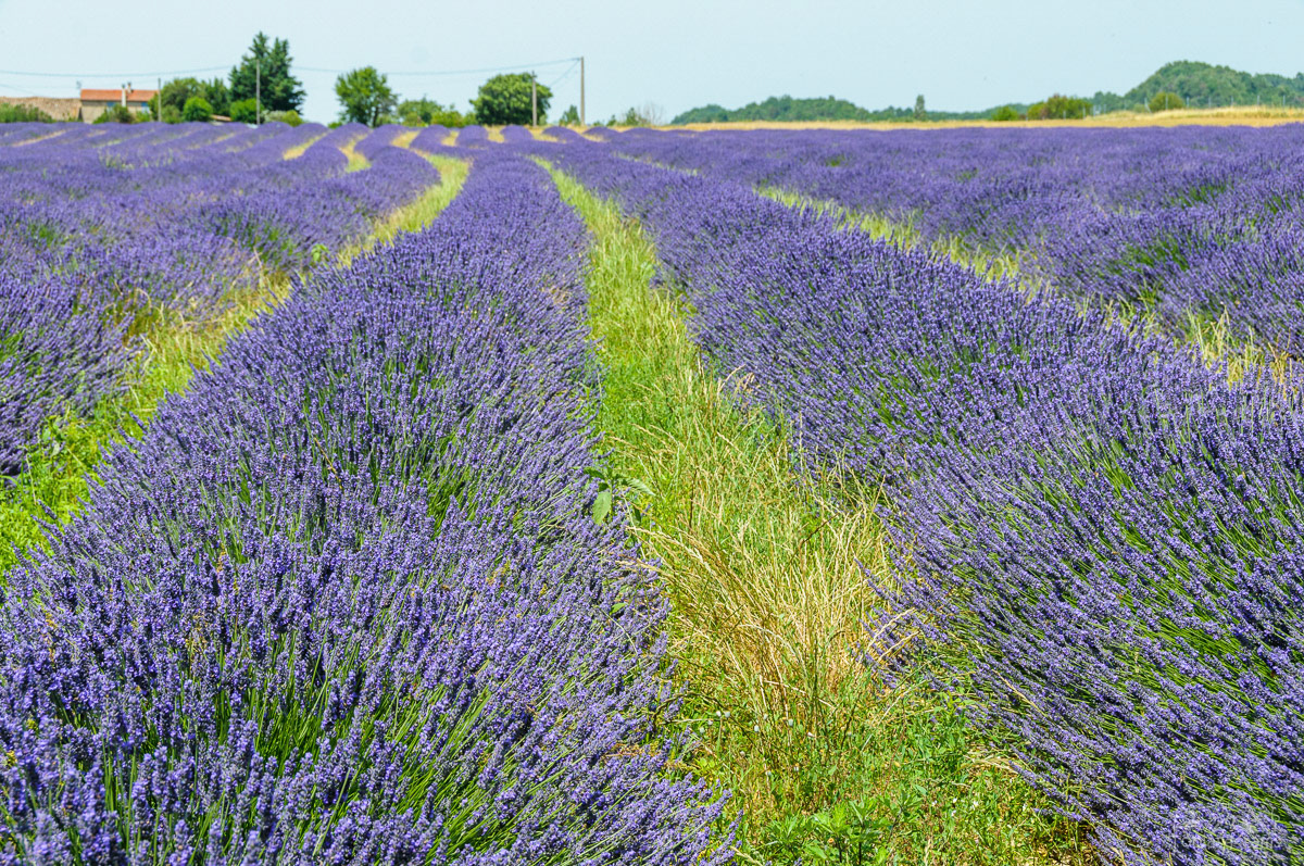 Lavendelblüte Südfrankreich 2019