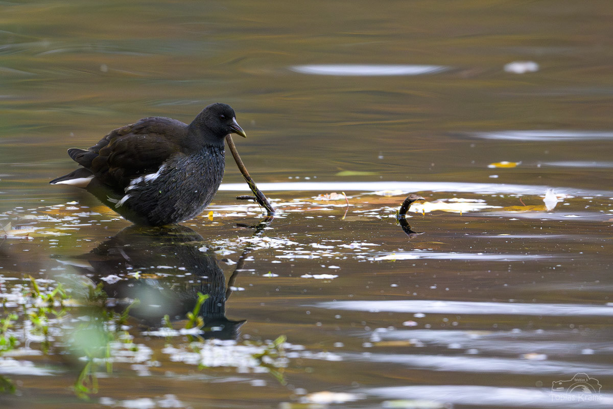 Teichhuhn - Altheim 2024