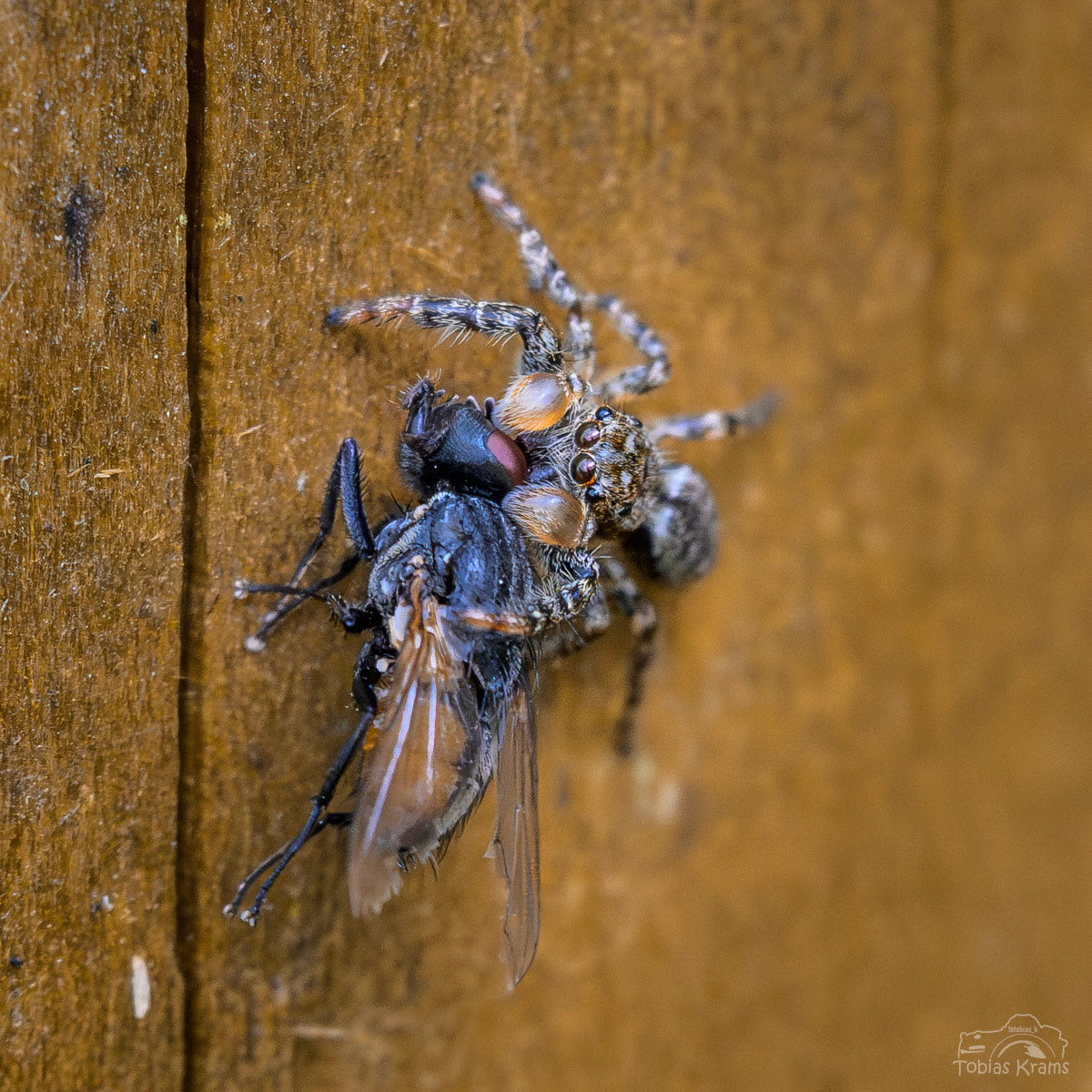 Rindenspringspinne vs. Stubenfliege - Mettenbach 2025