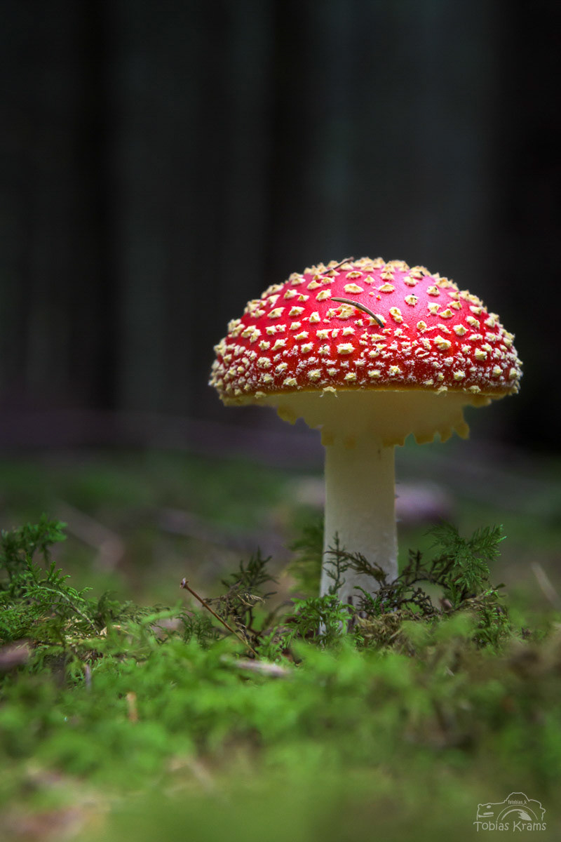 Fliegenpilz - Mettenbach