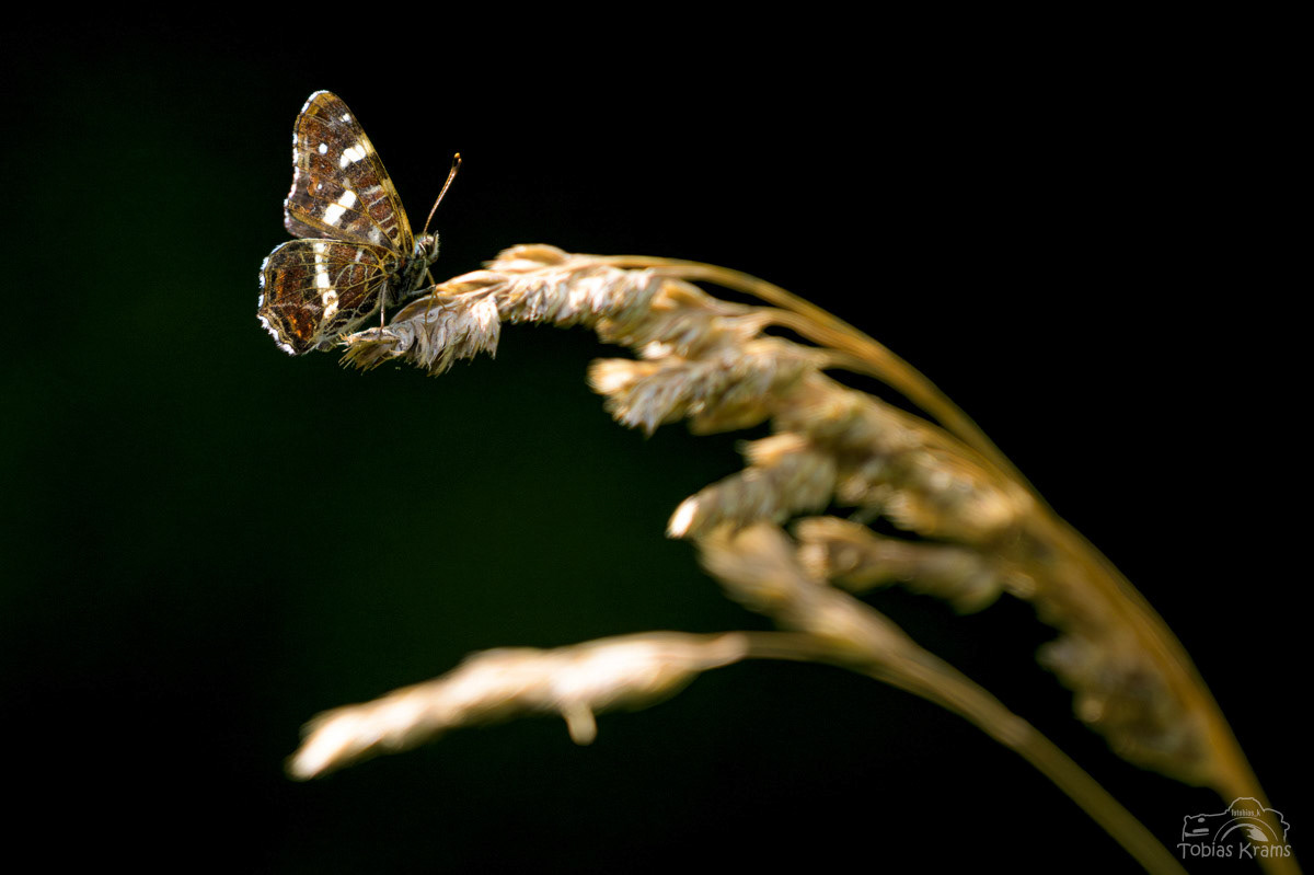 Ländkärtchen - Mettenbach 2025