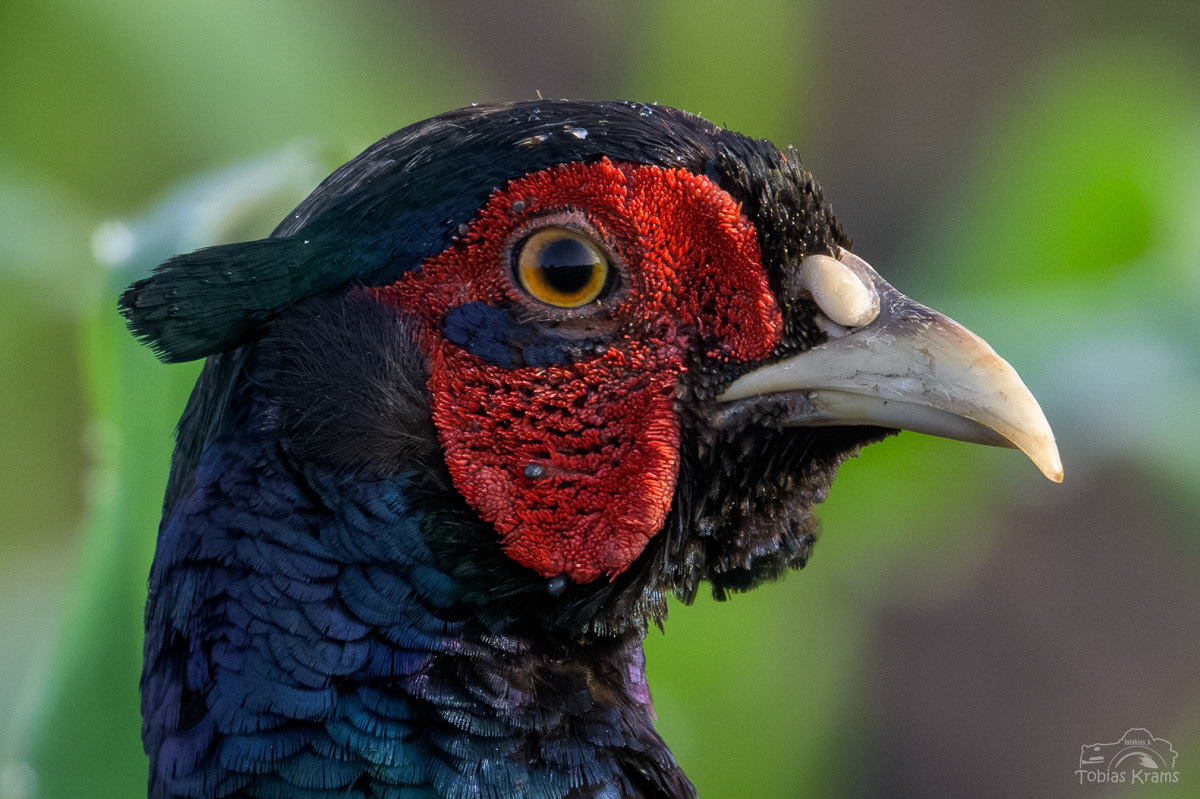 Jagdfasen (Männchen) - Mettenbacher Moos 2024