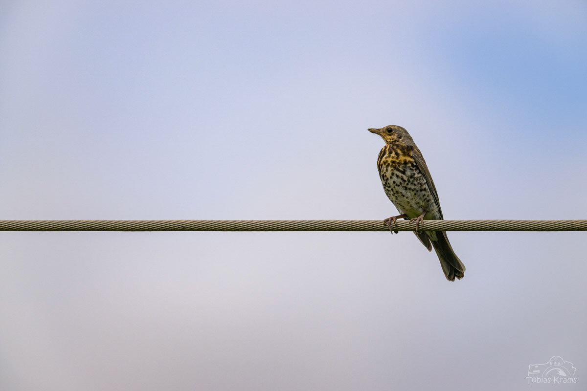 Wacholderdrossel - Essenbach 2024