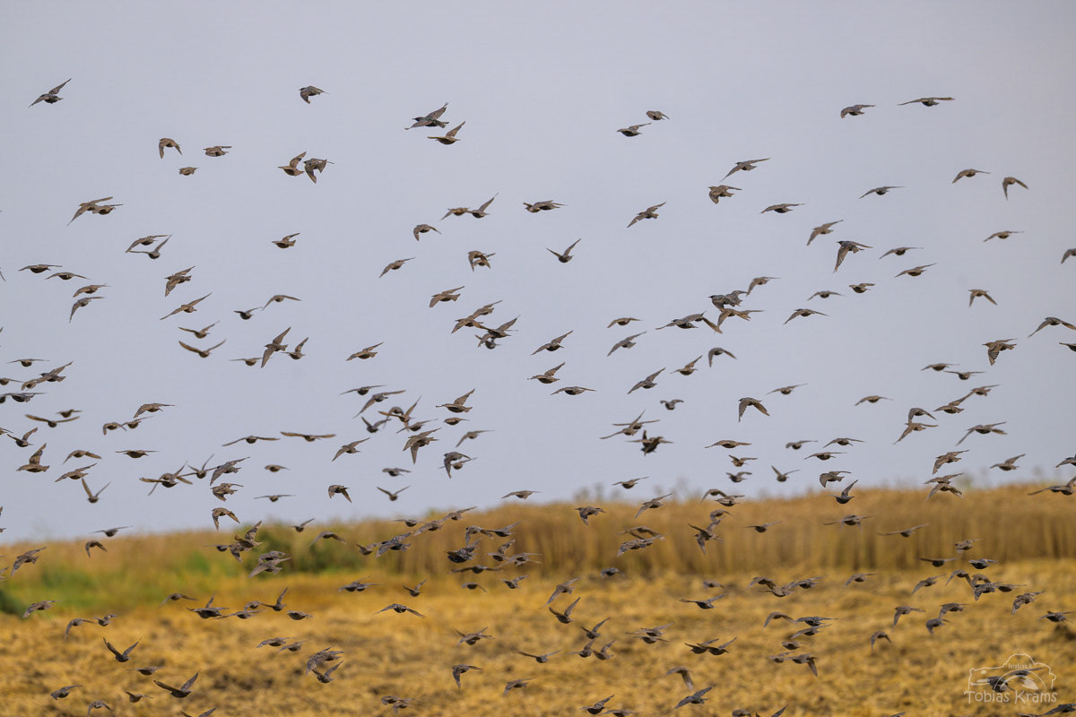 Stare - Mettenbach 2025