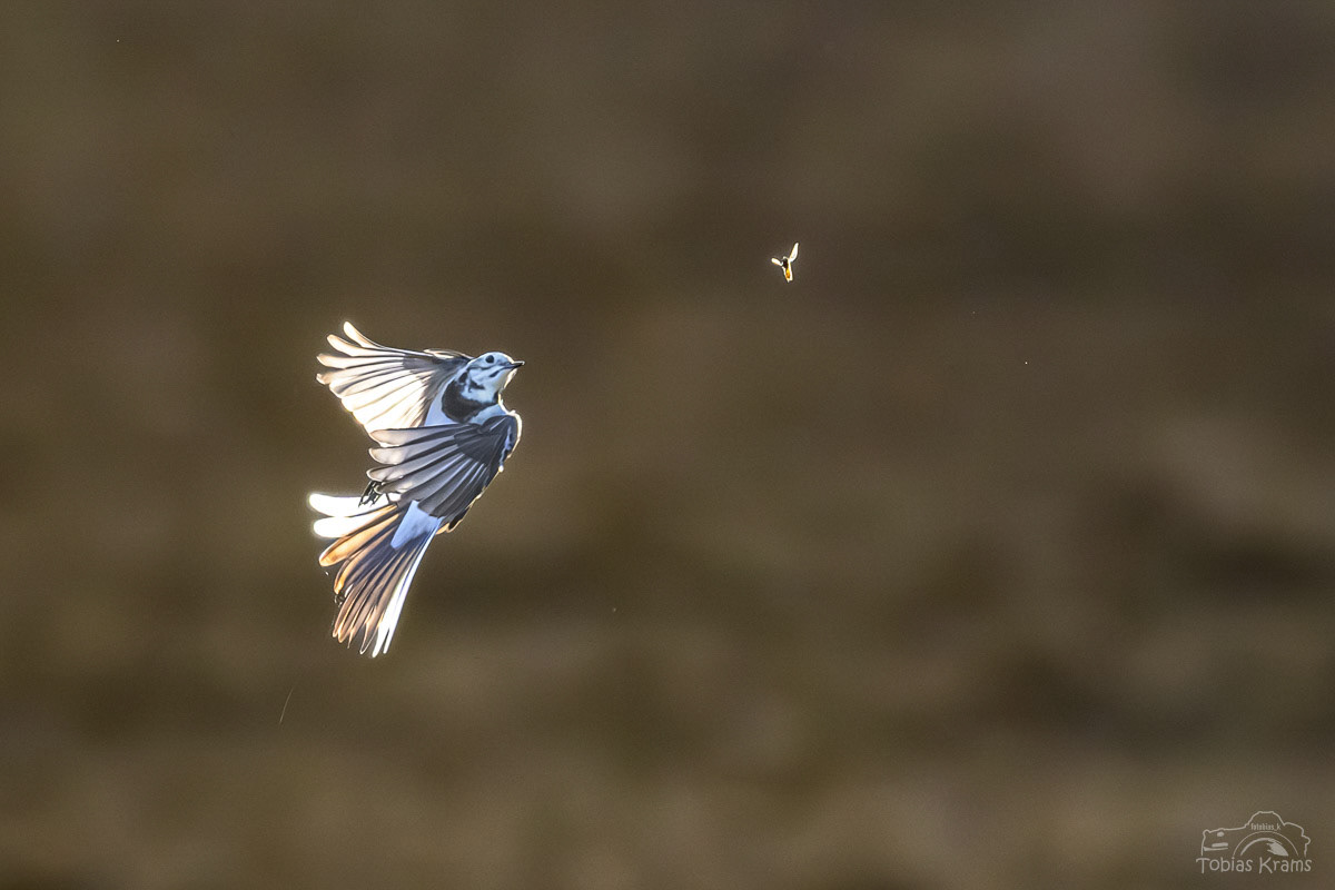 Bachstelze bei der Jagt - Mettenbach 2024