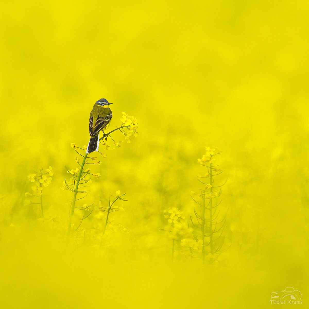 Schafstelze - Mettenbacher Moos 2025