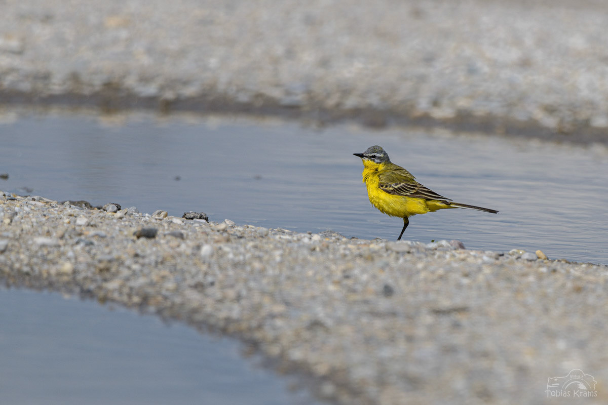Schafstelze - Mettenbacher Moos 2024