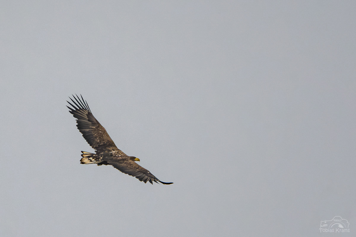 Seeadler - Kreuzstauden 2024