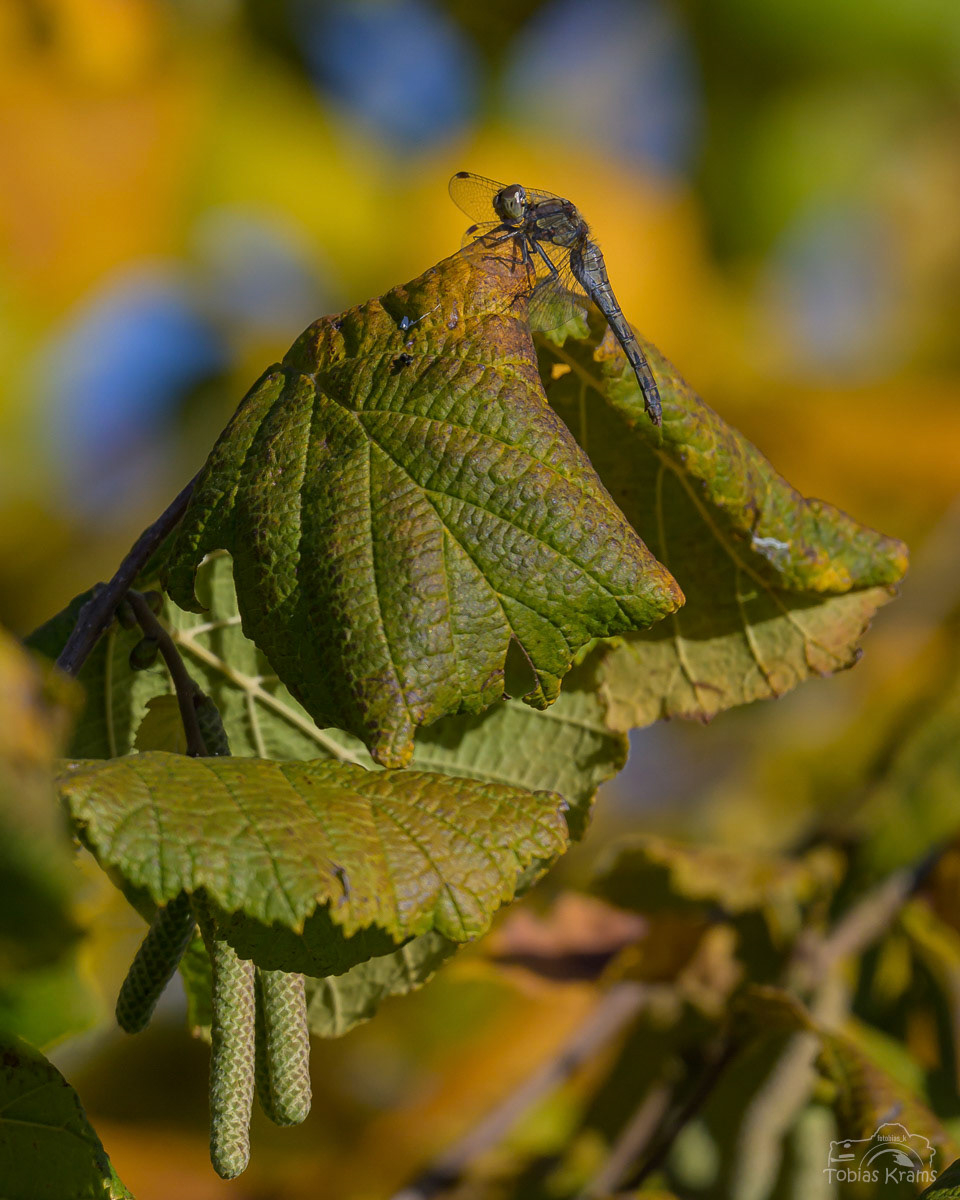 Große Heidelibelle - Mettenbach 2024