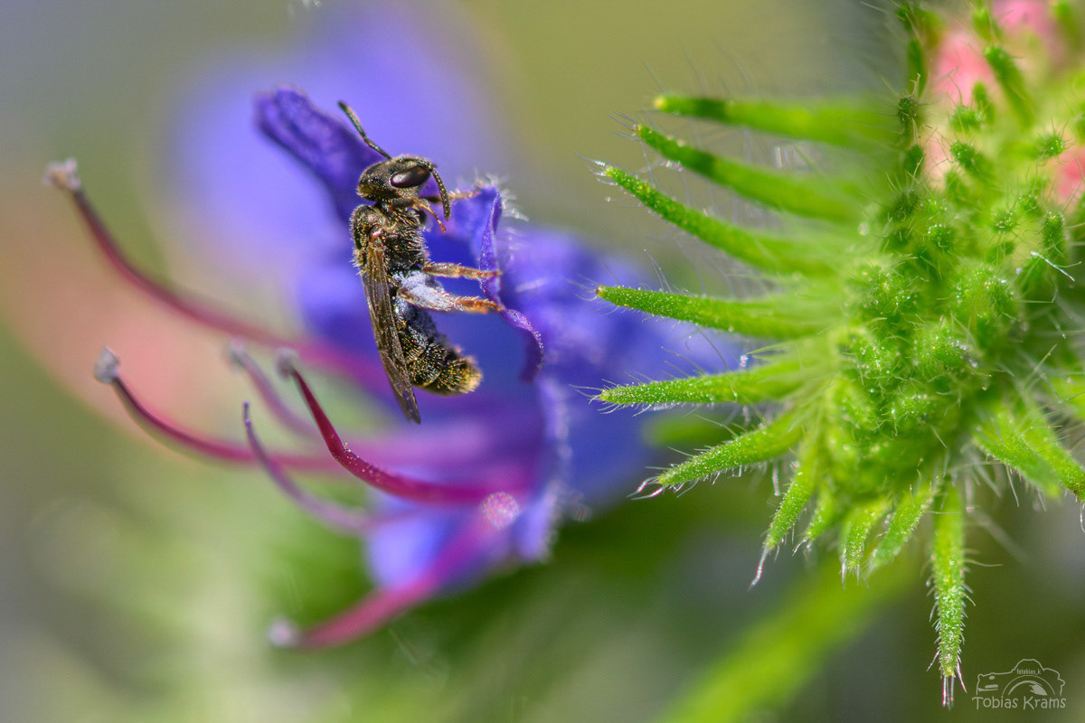 Glockenblumen Scherenbiene - Mettenbach