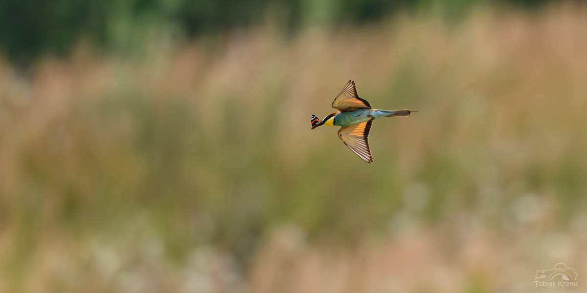 Bienenfresser mit Admiral - Mettenbach 2024