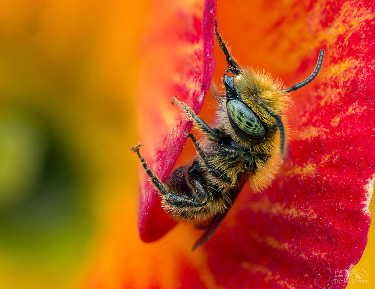 Blaugrüne Mauerbiene - Mettenbach 2025