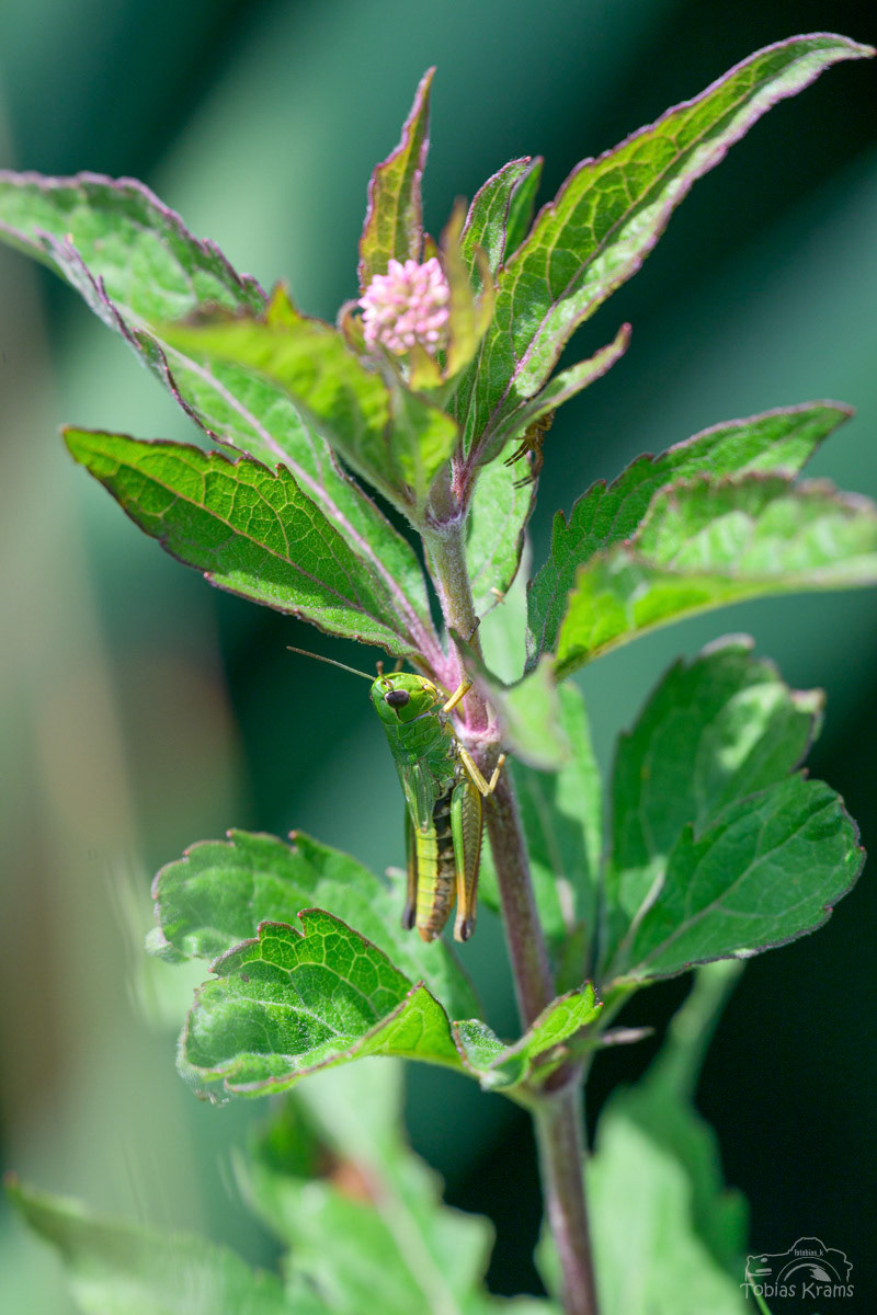gemeiner Grashüpfer - Mettenbacher Moos 2025