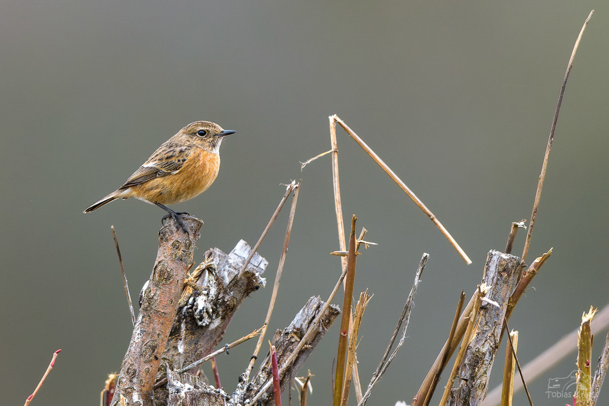 Schwarzkehlchen (Weibchen) - Kreuzstauden 2024
