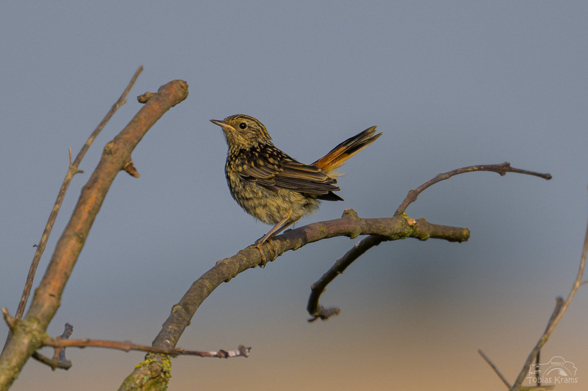Blaukehlchen Jungvogel - Mettenbacher Moos 2024