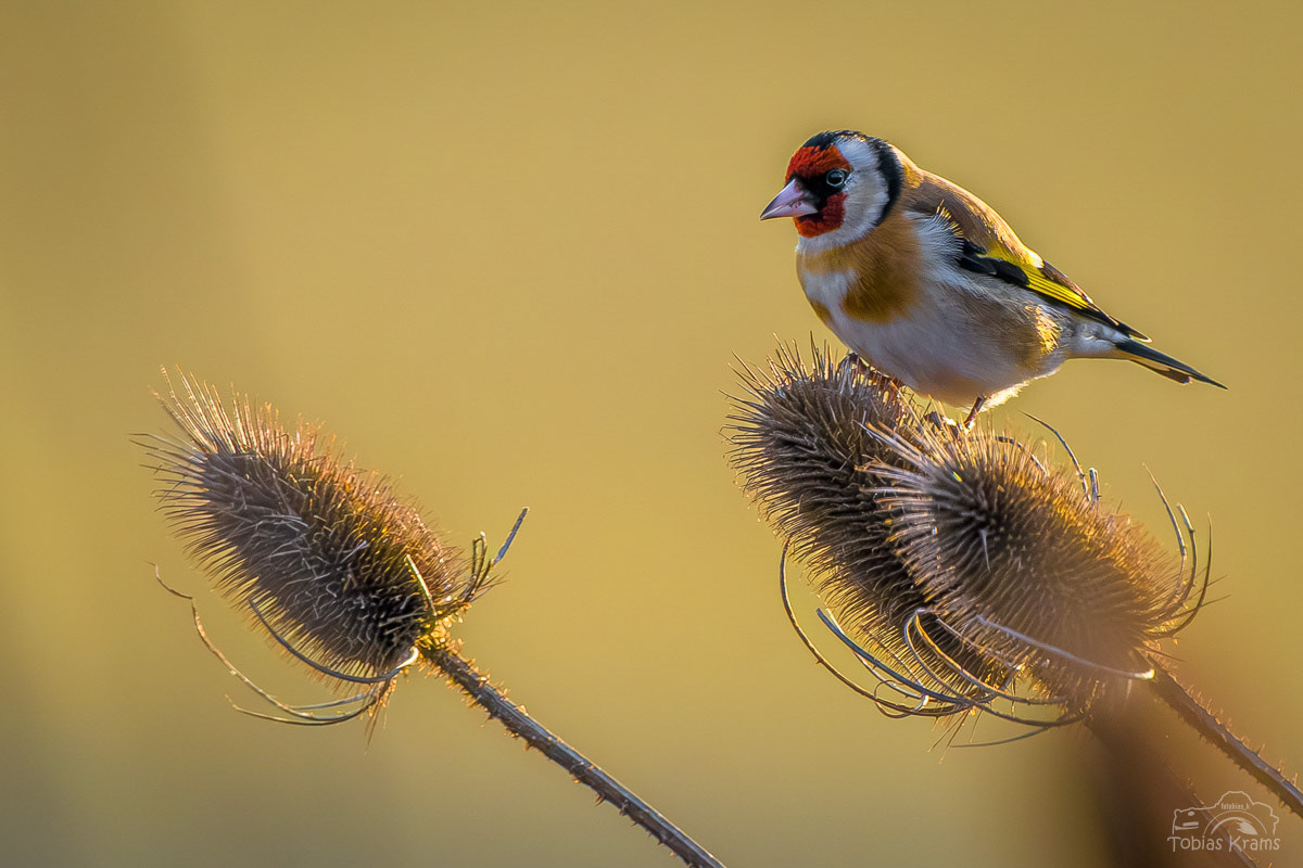 Stieglitz - Mettenbach 2024
