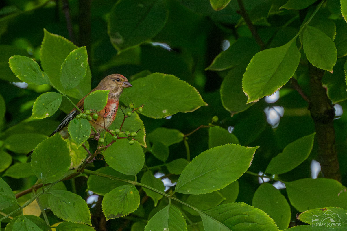 Bluthänfling - Mettenbach 2025