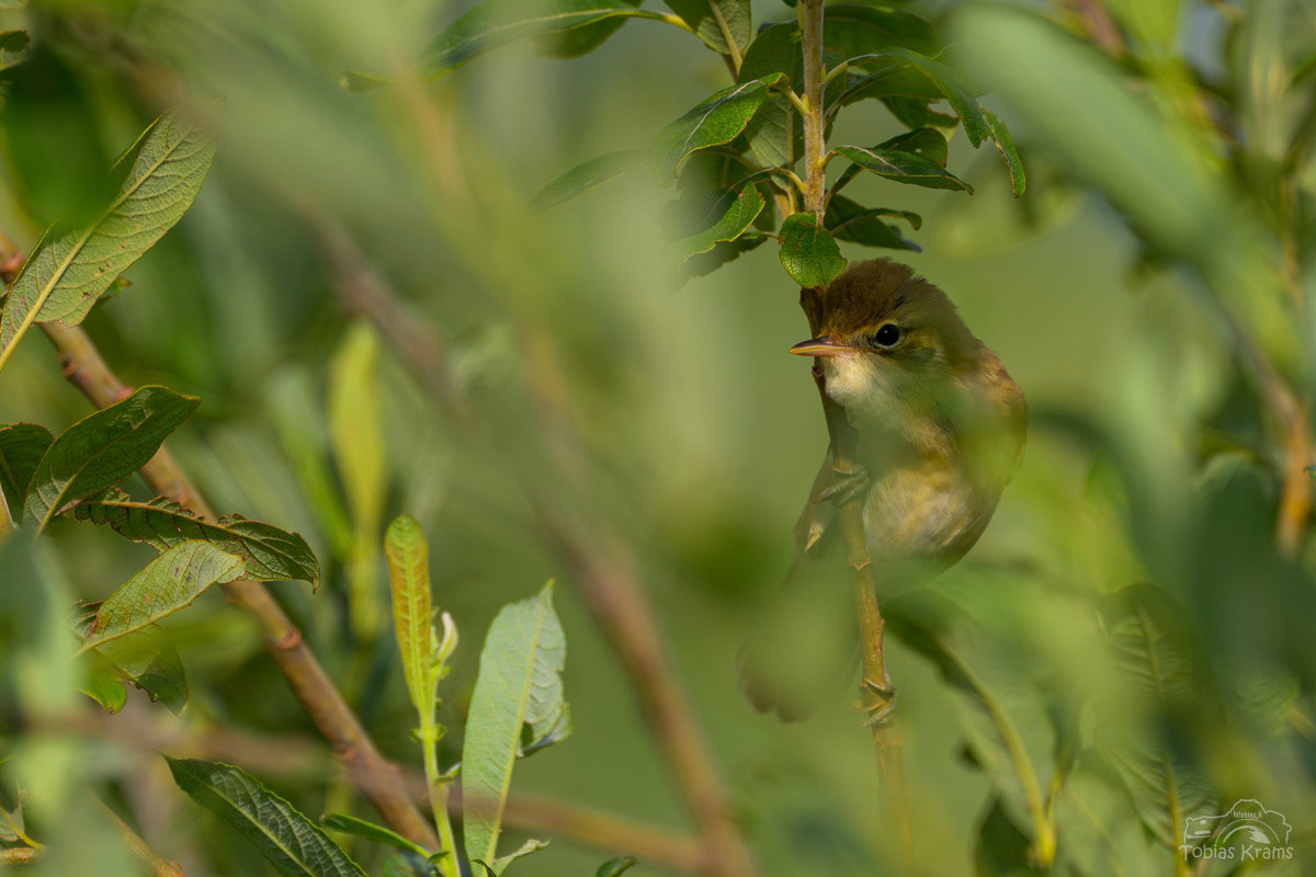 Supfrohrsänger - Grießenbacher Moos 2025