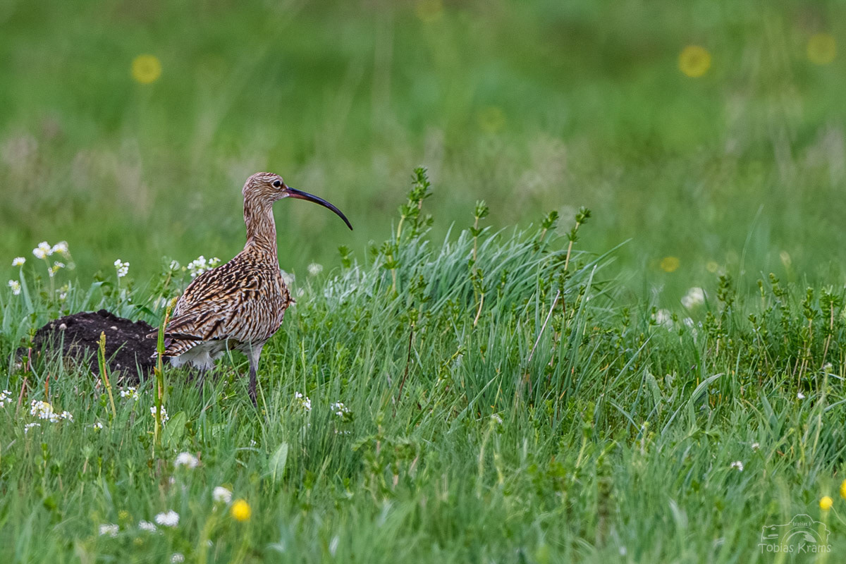 Großer Brachvogel - Grießenbacher Moos 2024