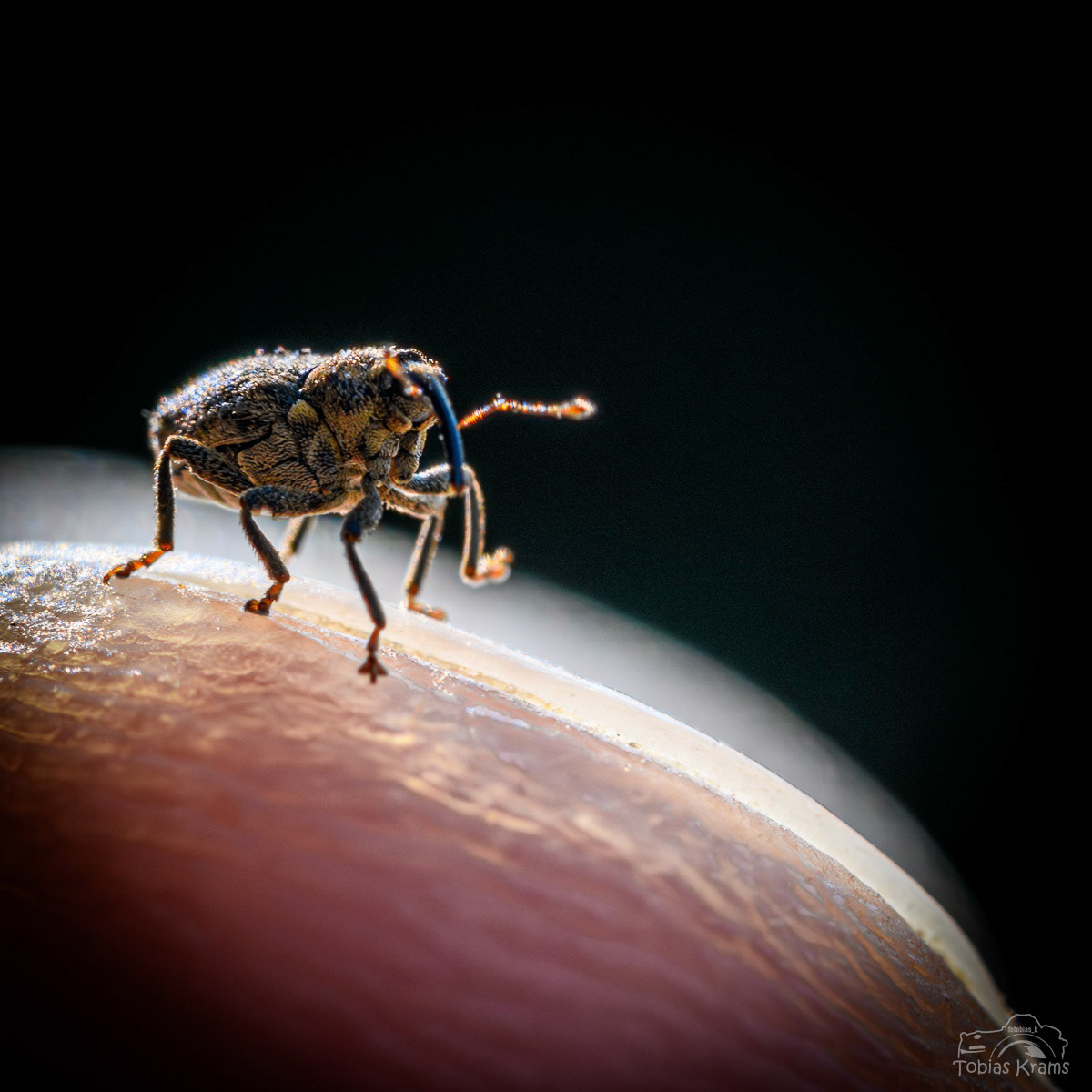 Rüsselkäfer auf Fingerspitze - Mettenbach