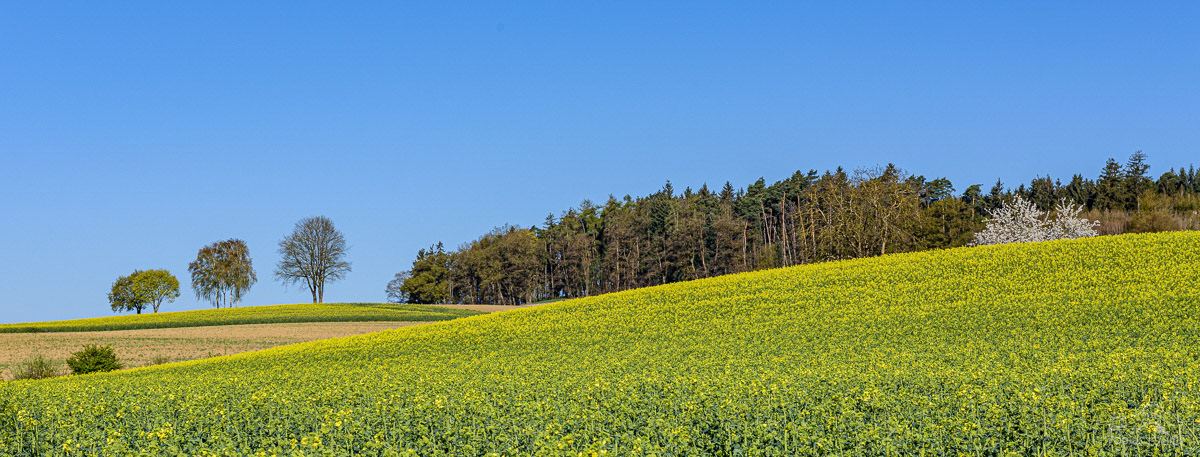 Frühling Unterwattenbach 2022