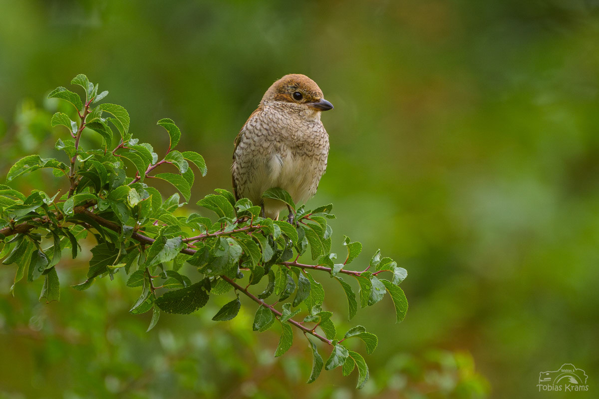 Neuntöter Nachwuchs - Mettenbach 2025