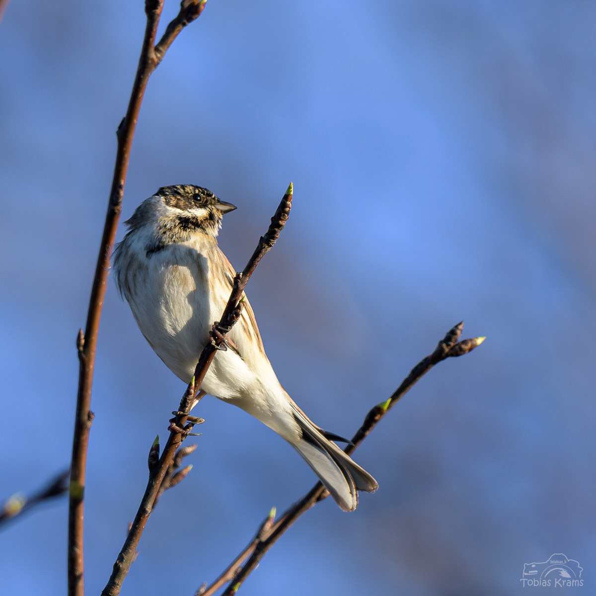 Rohrammer - Grießenbacher Moos 2024