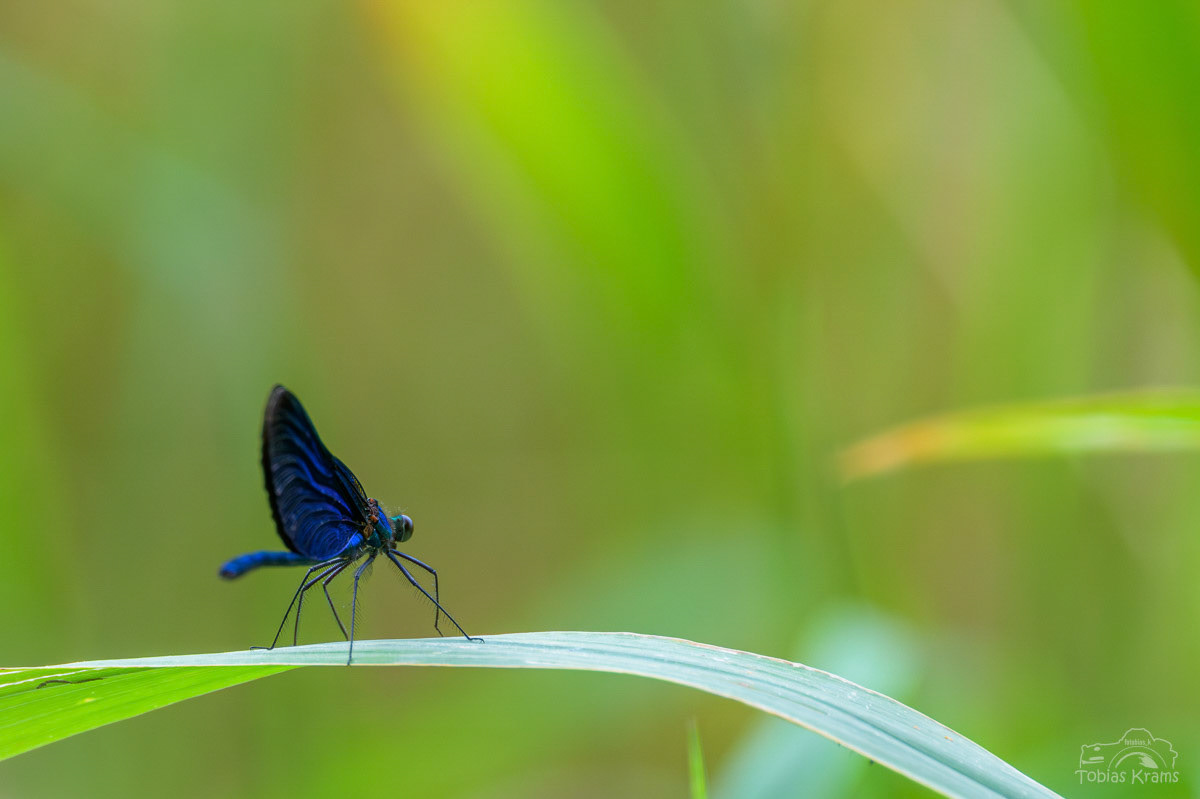Blauflüglige Prachtlibelle - Grießenbacher Moos 2025