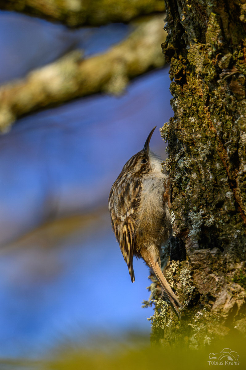 Gartenbaumläufer - Mettenbach 2025