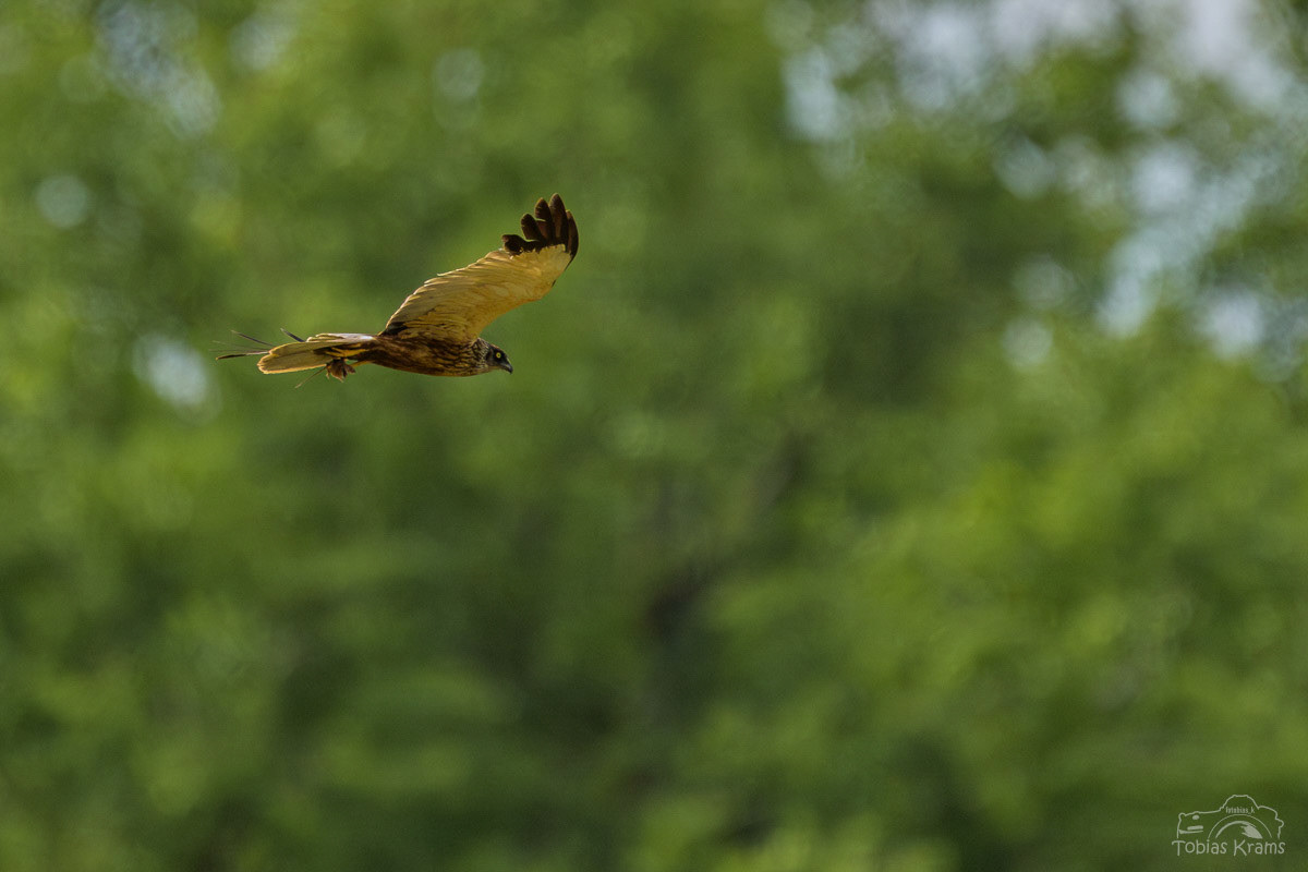 Rohrweihe (m) mit Maus - Mettenbacher Moos 2025