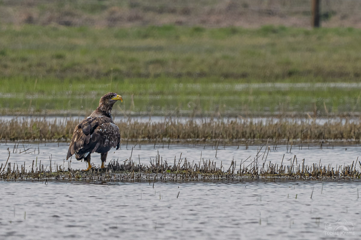 Seeadler - Kreuzstauden 2024