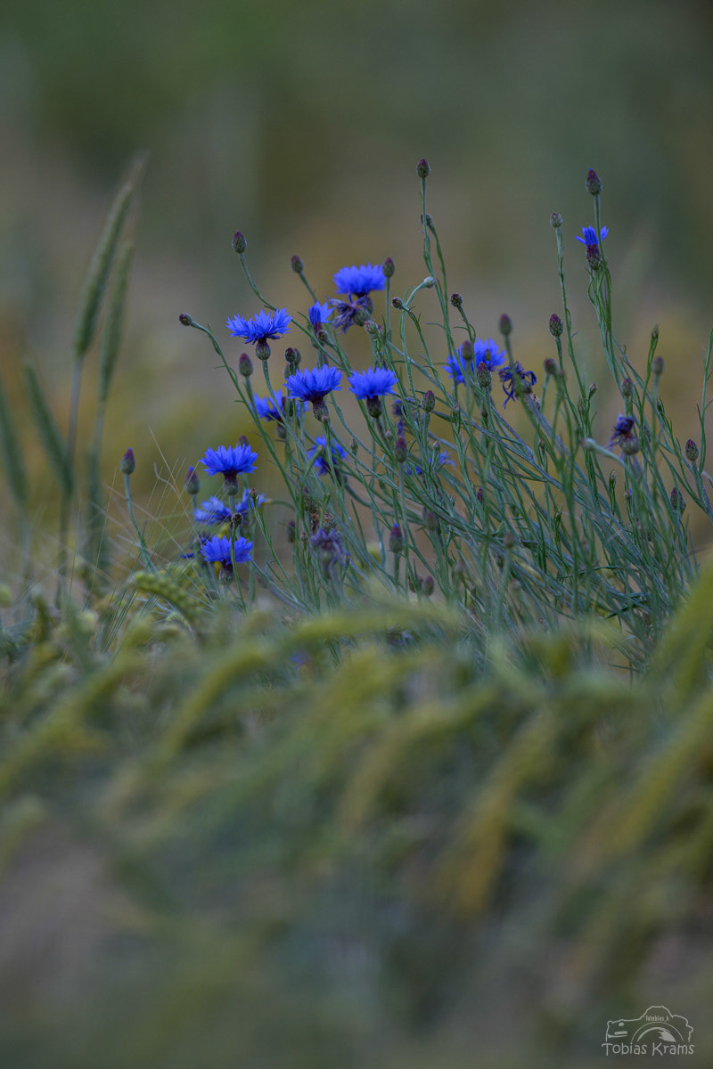 Kornblumen - Mettenbacher Moos 2024